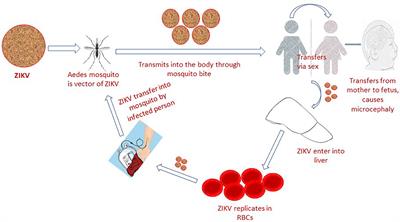 Zika Virus Potentiates the Development of Neurological Defects and Microcephaly: Challenges and Control Strategies